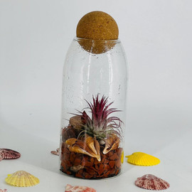 Interior composition of tillandsia in a glass flask with a cork lid