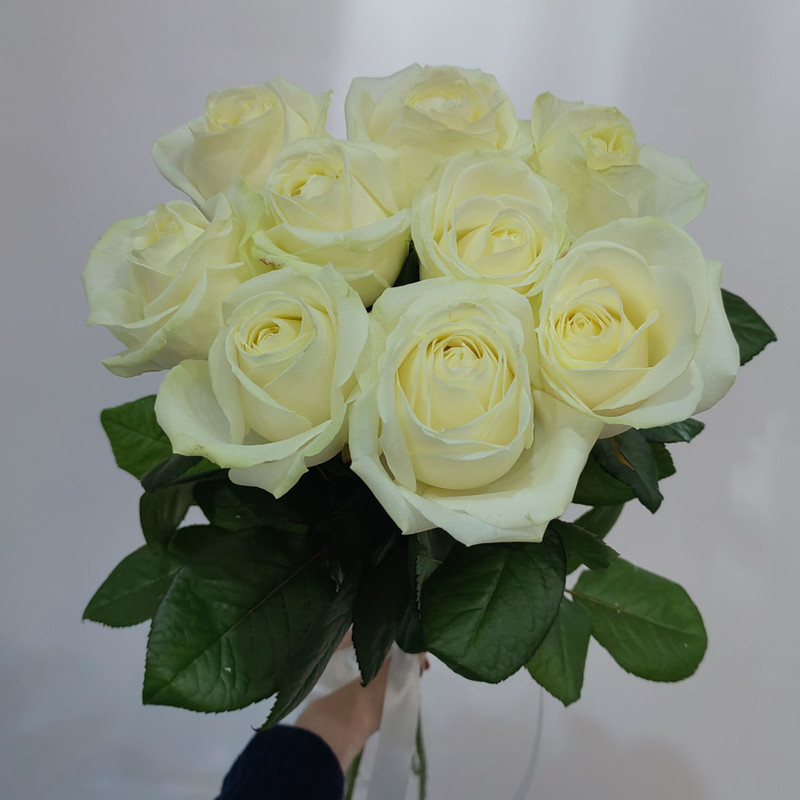 Роза белая 9, стандартный
