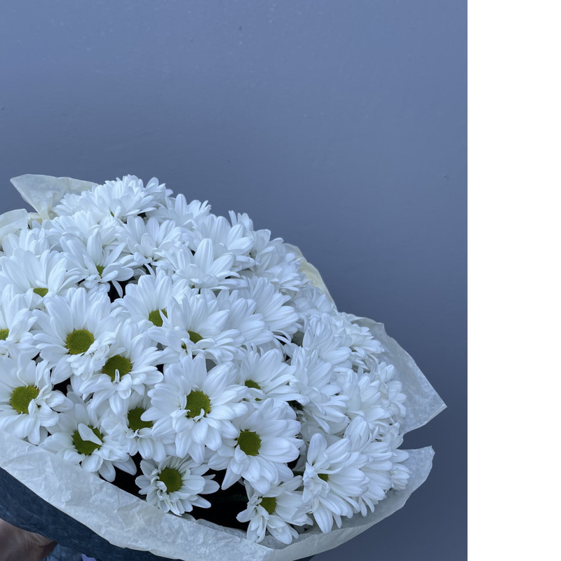 Chamomile chrysanthemums in a round bouquet, standart