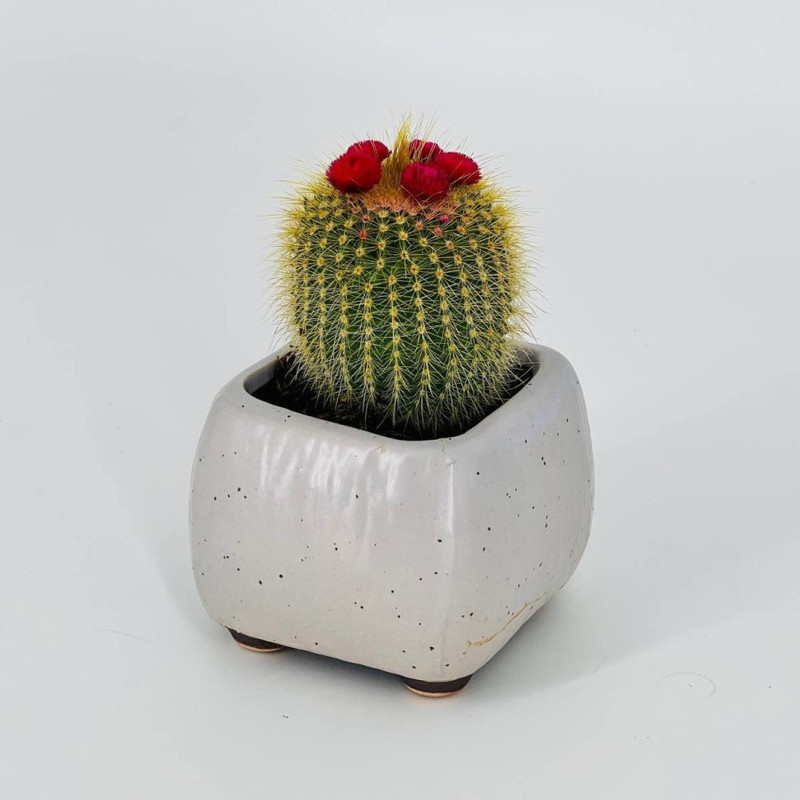 Cactus in a flowerpot, standart