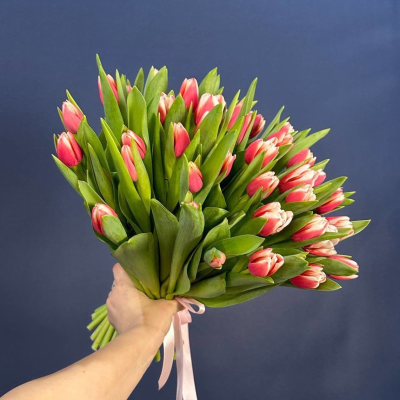 Bouquet of 51 pink and white tulips, standart