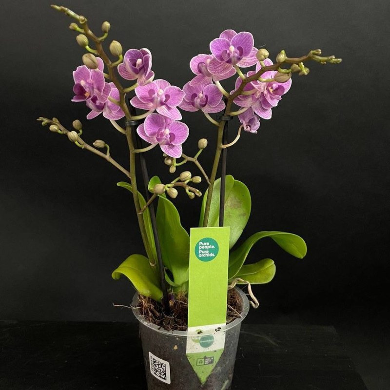 Орхидея Фаленопсис, стандартный