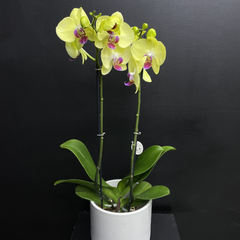 Комнатное растение Орхидея Лимон Фрешь, стандартный
