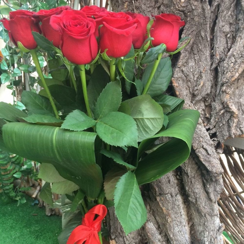 15 red roses, standart
