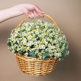 Basket with daisies "Lubimka"
