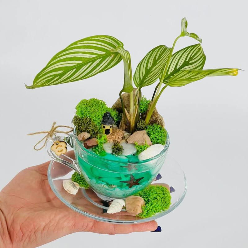 Mini florarium in a mug with live plants with an artificial pond, standart