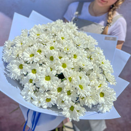 Large bouquet of chamomile chrysanthemums