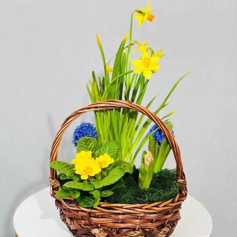 Basket with primroses, standart