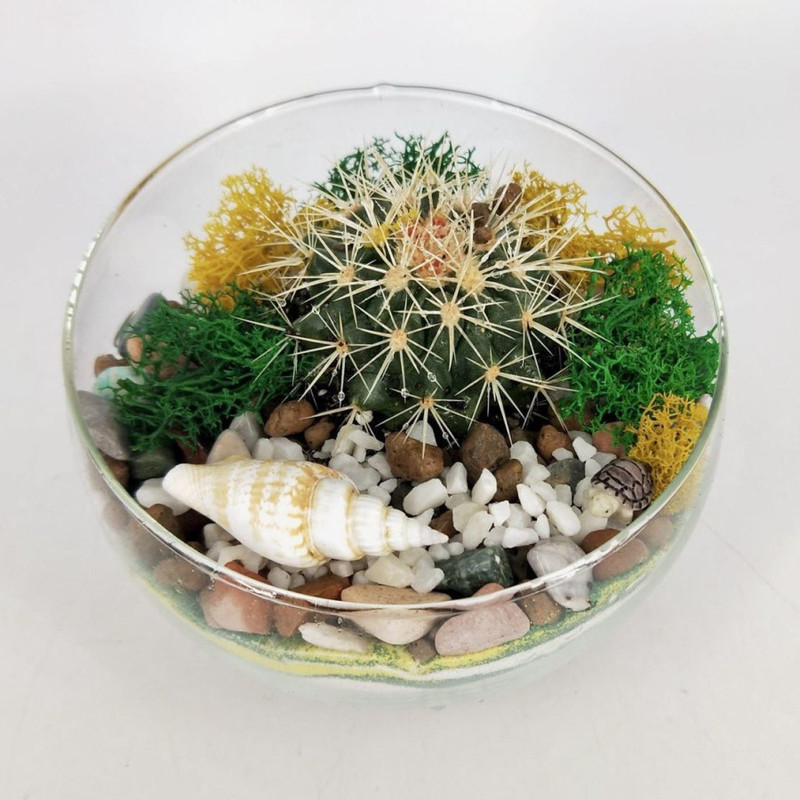 Decorative florarium with cactus in the sand, standart