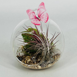 Мини флорариум с экзотическим растением тилландсия атмосферная