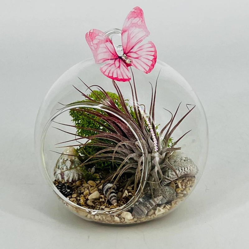 Mini florarium with exotic plant Tillandsia atmospherica, standart