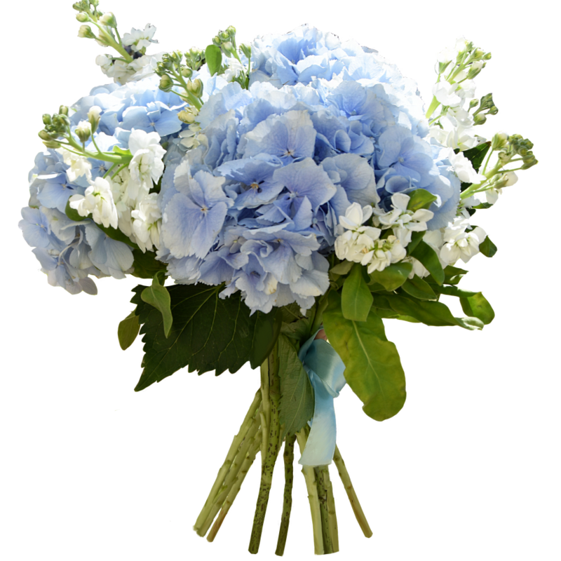 Bouquet of hydrangea and matiolla, standart