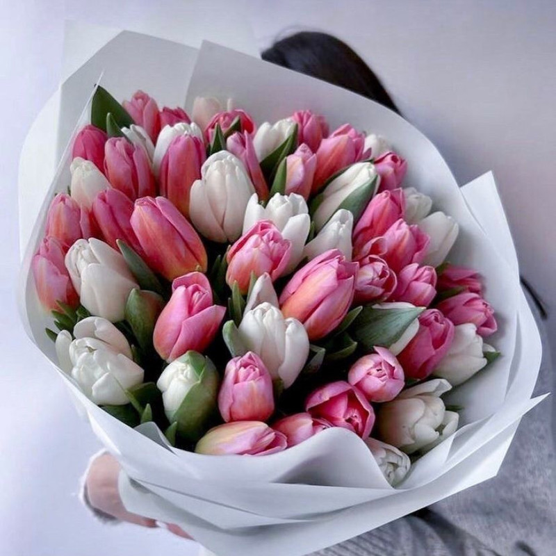 Delicate tulips, standart
