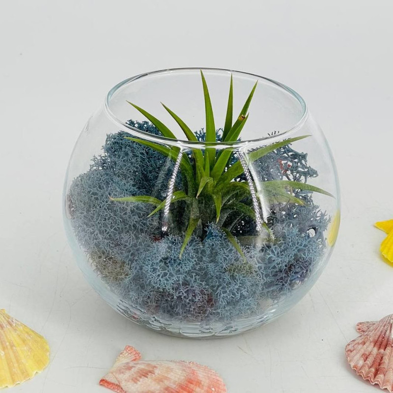 Glass florarium with tillandsia, standart