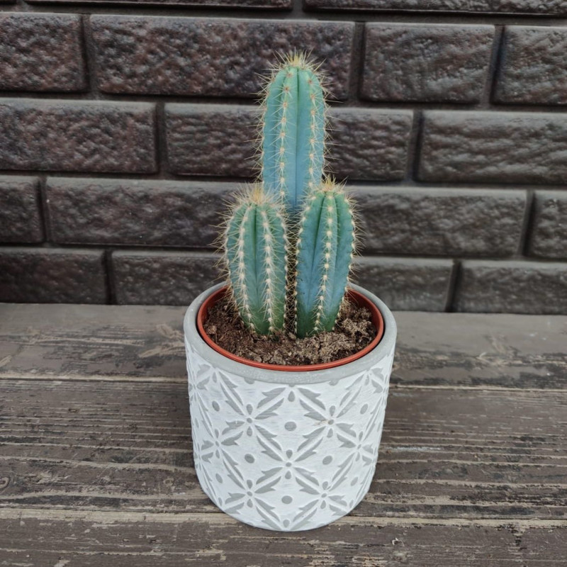 Cactus in a flowerpot, standart