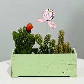 Composition with cacti in a flowerpot