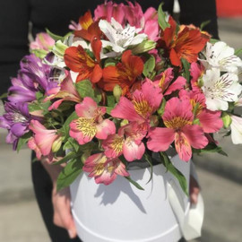 Цветы в коробке 19 Шикарных свежих Альстромерий микс Голландия «Счастье»