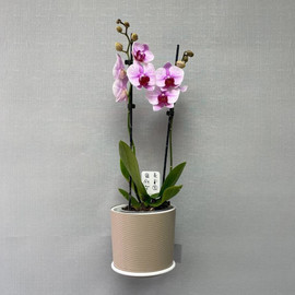 Комнатное растение Орхидея Фаленопсис в кашпо