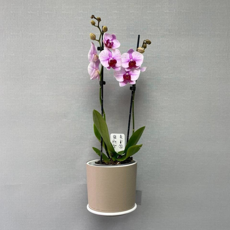 Комнатное растение Орхидея Фаленопсис в кашпо, стандартный