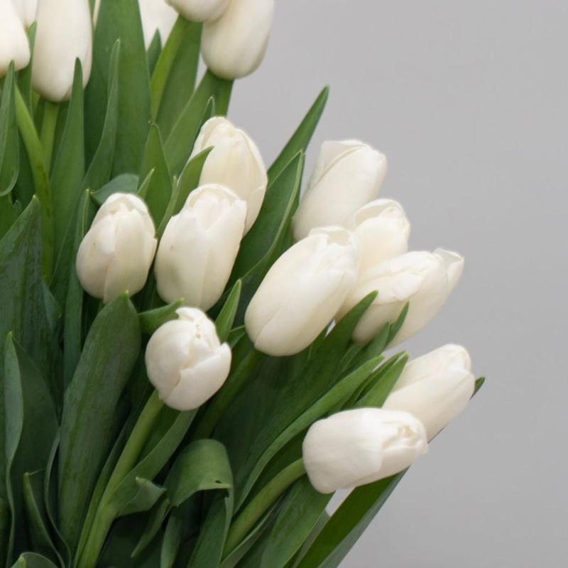 Белые тюльпаны, стандартный