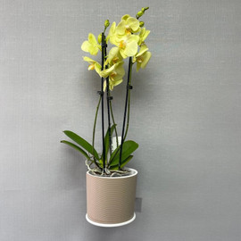 Комнатное растение Орхидея Фаленопсис в кашпо