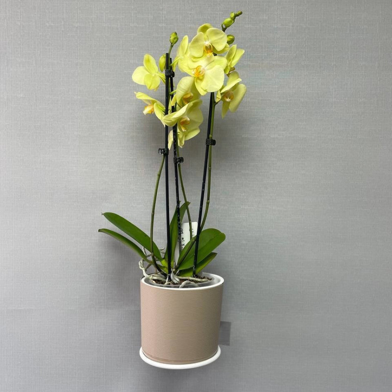 Комнатное растение Орхидея Фаленопсис в кашпо, стандартный