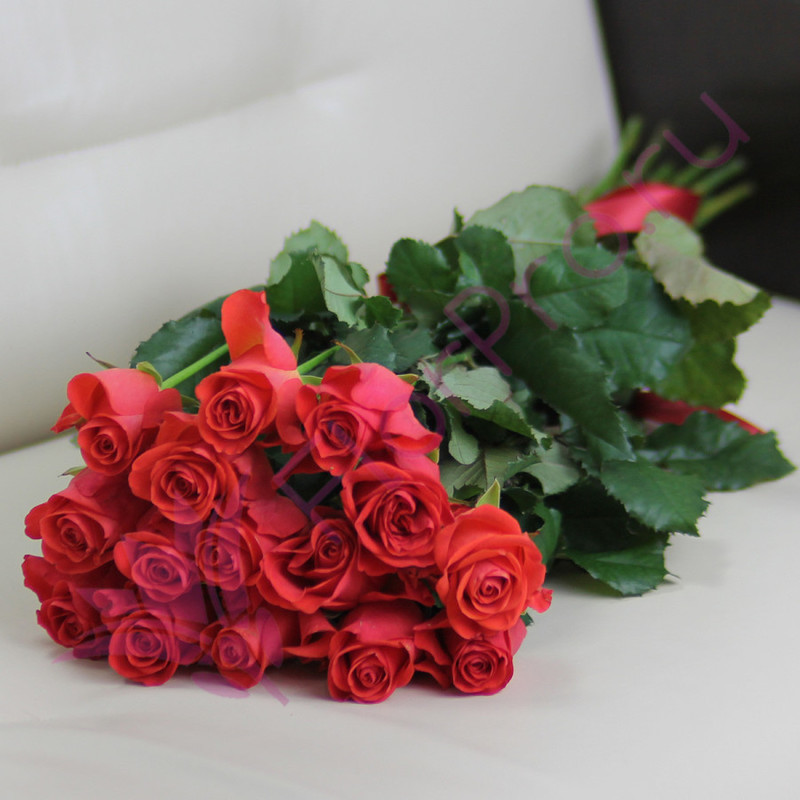 15 coral roses Wow 60 cm, standart