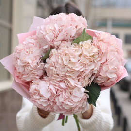 Bouquet of pink hydrangea