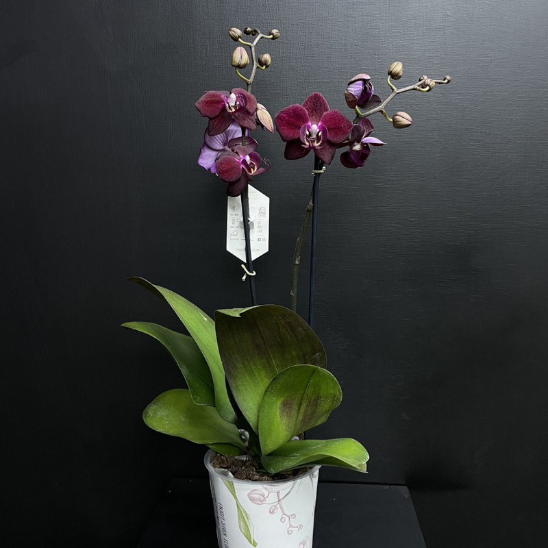 Комнатная Орхидея "Блэк Пешен", стандартный