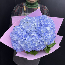 Bouquet of blue hydrangea
