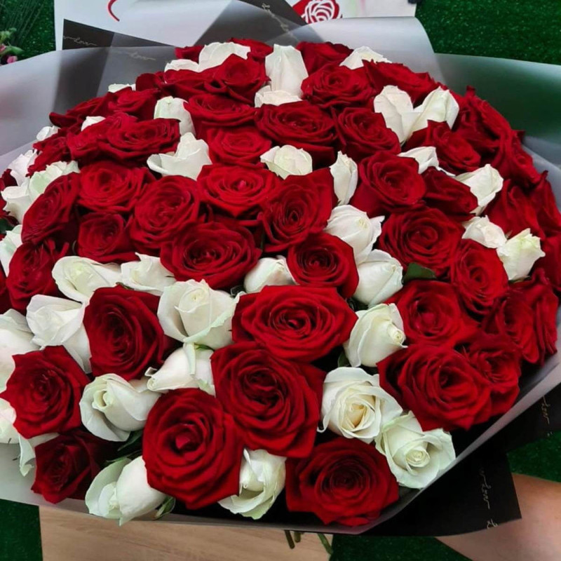 101 white-red rose, standart
