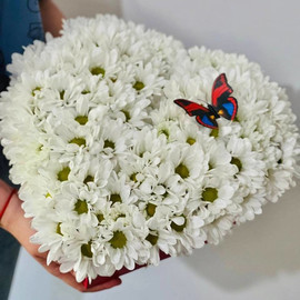 Chamomile chrysanthemums in a heart box