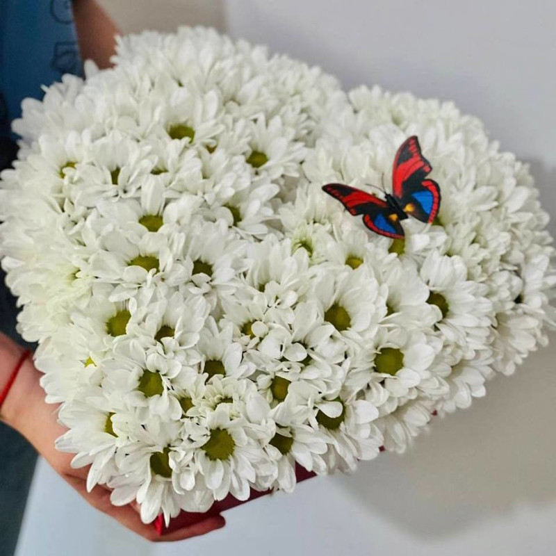 Chamomile chrysanthemums in a heart box, standart