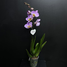 Бөлме өсімдігі орхидея күлгін