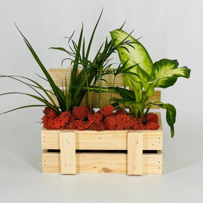 Composition of indoor plants in a wooden box, standart