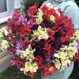 Large bouquet of 51 alstroemerias