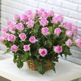 Корзина из 51 розы «Розовые розы Ревиваль»