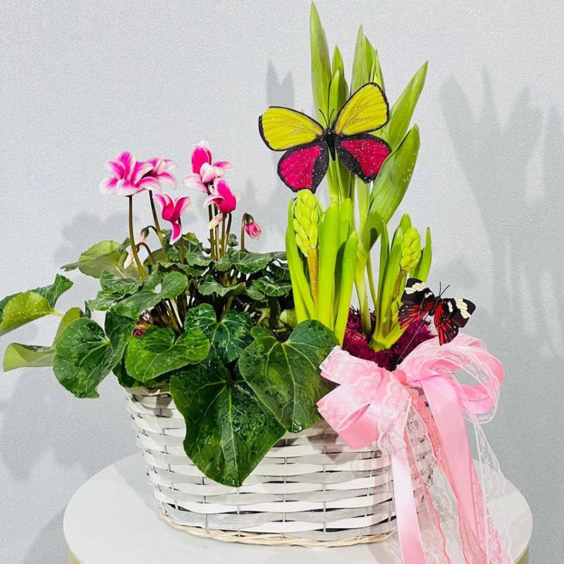 Composition of primroses in a flowerpot basket, standart
