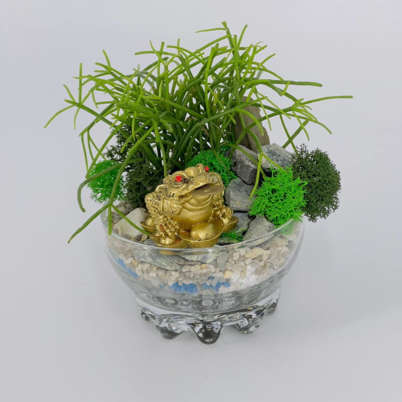 Мини садик флорариум с живыми растениями и фигуркой денежная жаба, стандартный