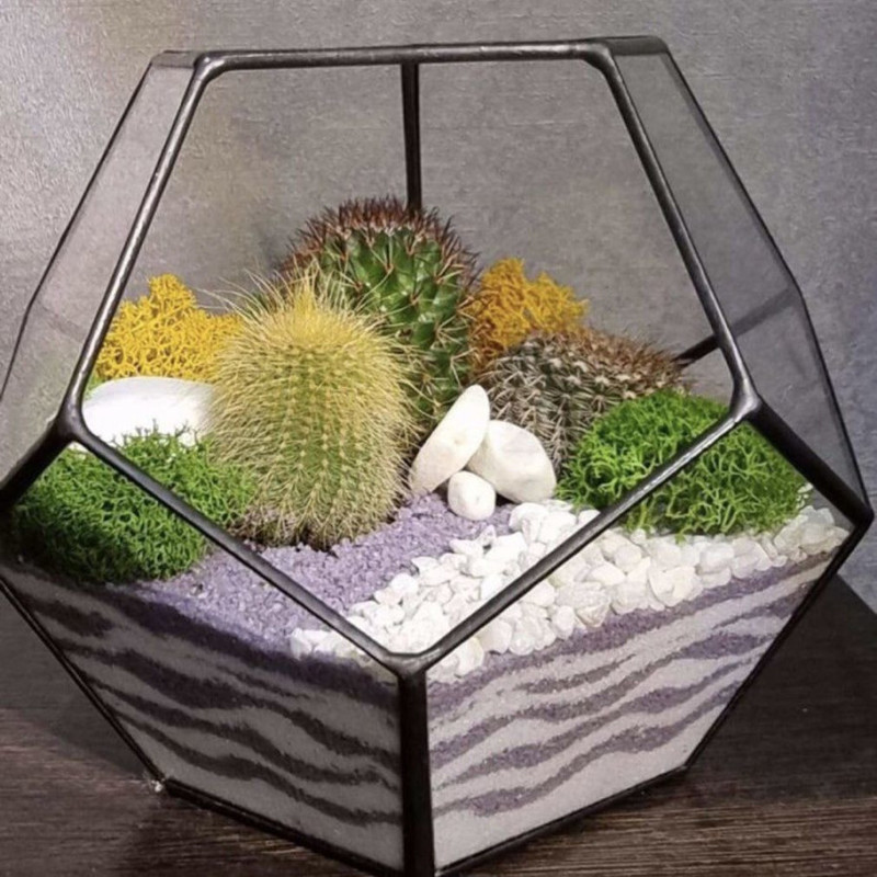 Florarium with cacti, standart