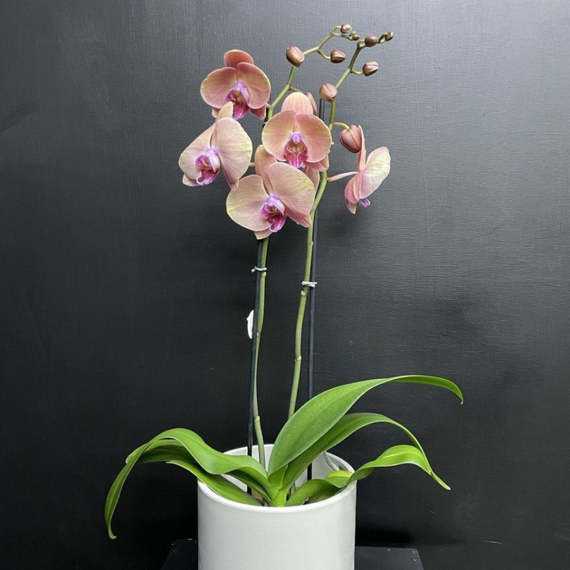 Комнатное растение Орхидея Фаленопсис, стандартный