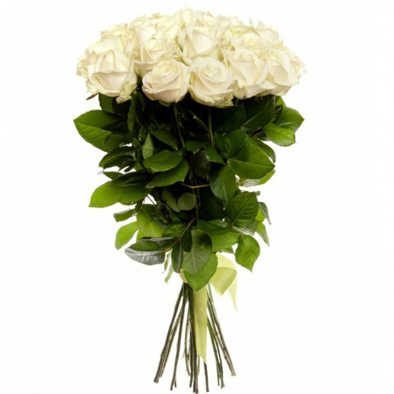 11 White Rose Avalanche, standart