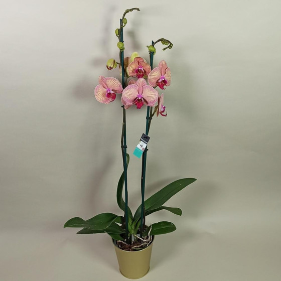 Орхидея в кашпо