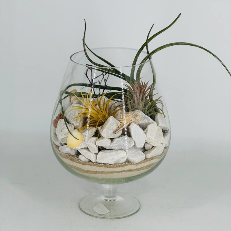 Florarium in a glass with an exotic plant Tillandsia, standart