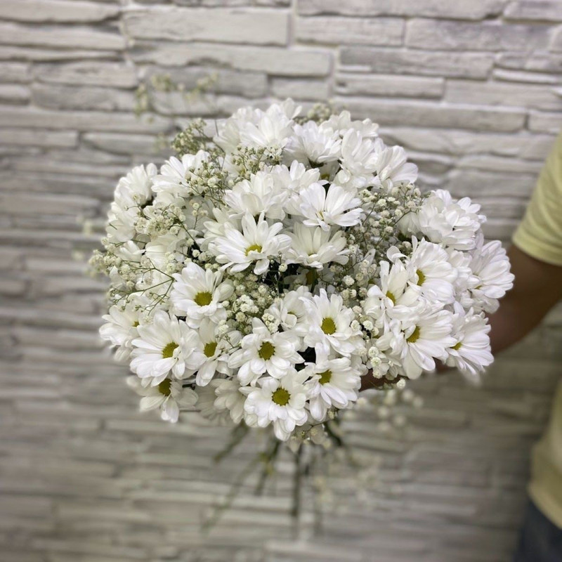 Chrysanthemums, standart