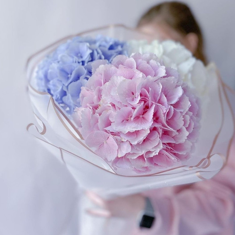 Bouquet of colorful hydrangeas, standart