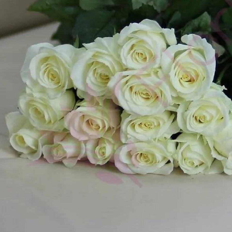 White rose 15pcs, vendor code: 333077984, hand-delivered to 