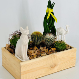 Interior mini garden with cacti and sansevieria