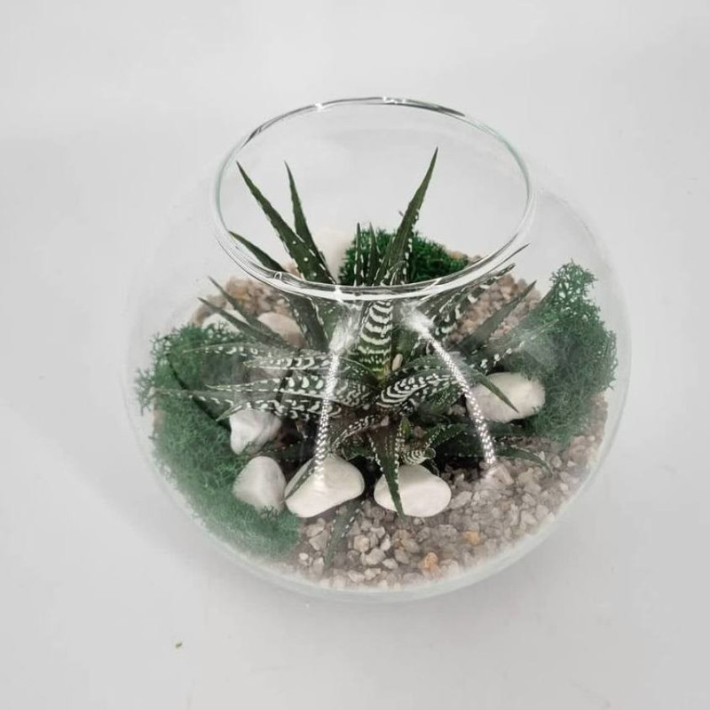 Mini florarium ball with haworthia, standart