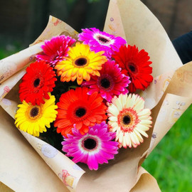 Bouquet of colorful gerberas